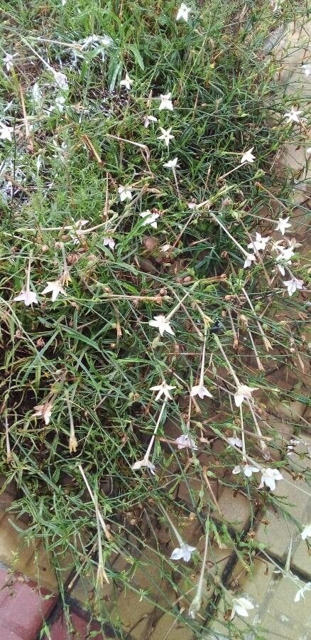 Nicotiana longiflora flower