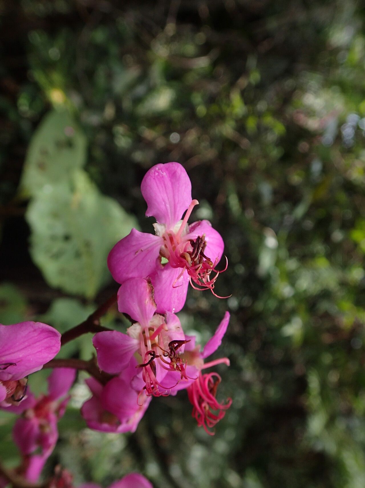 Dichaetanthera cordifolia flower