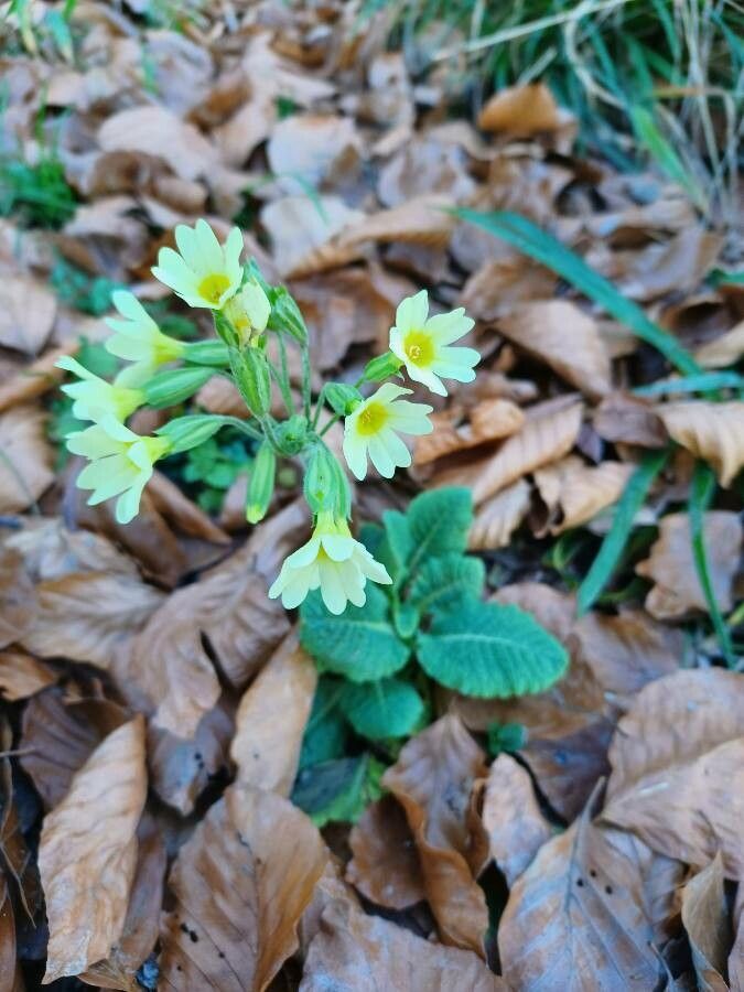 Primula elatior flower