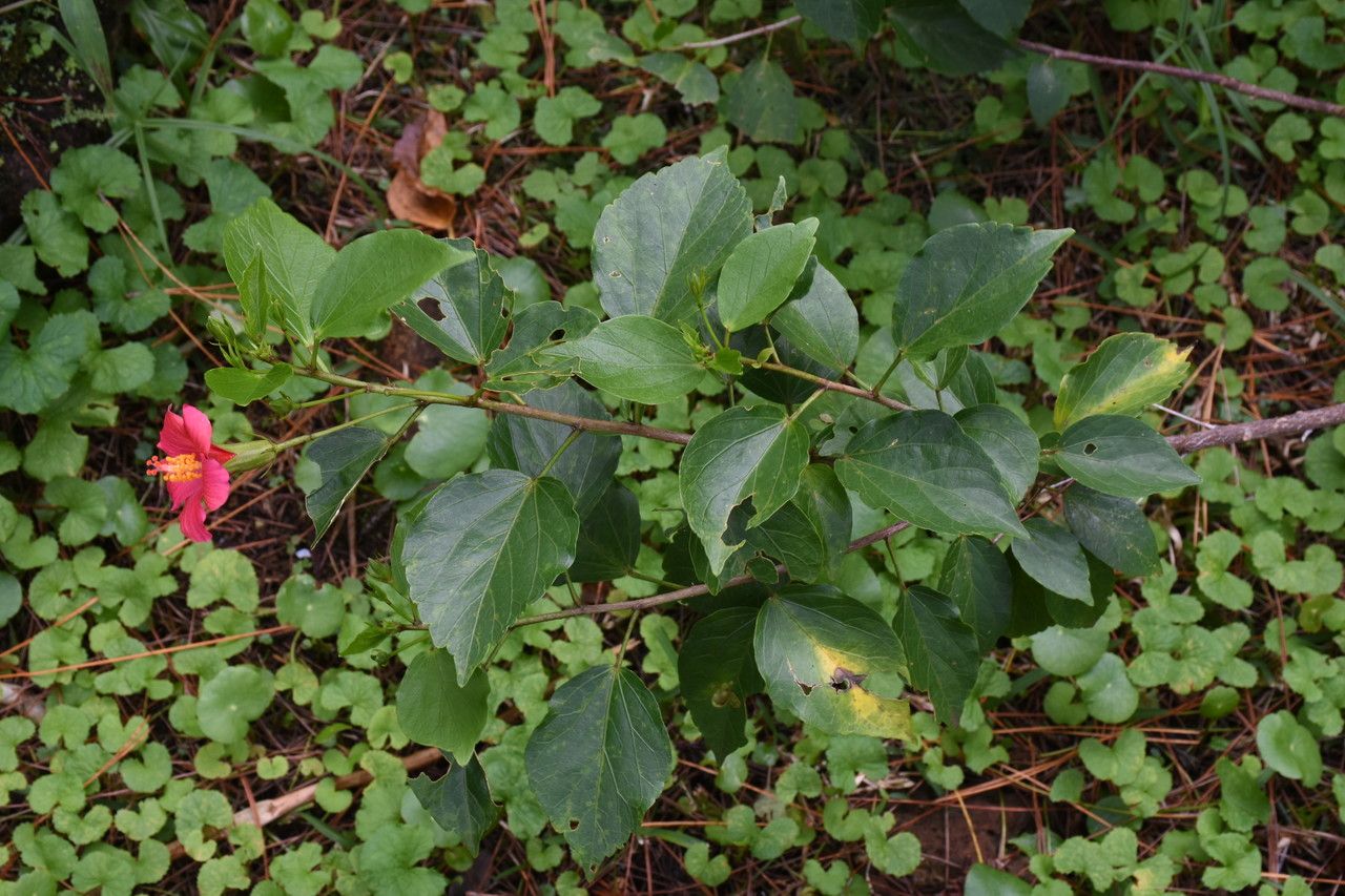 Hibiscus fragilis habit