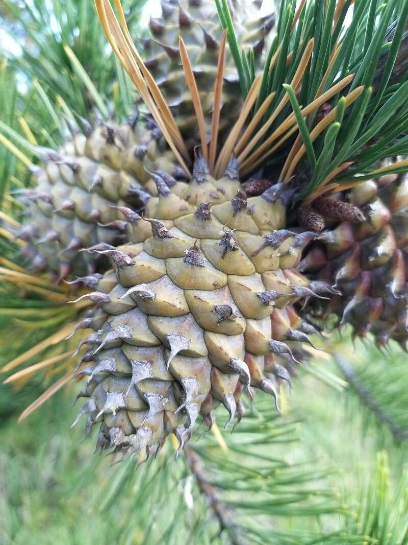 Pinus pungens fruit