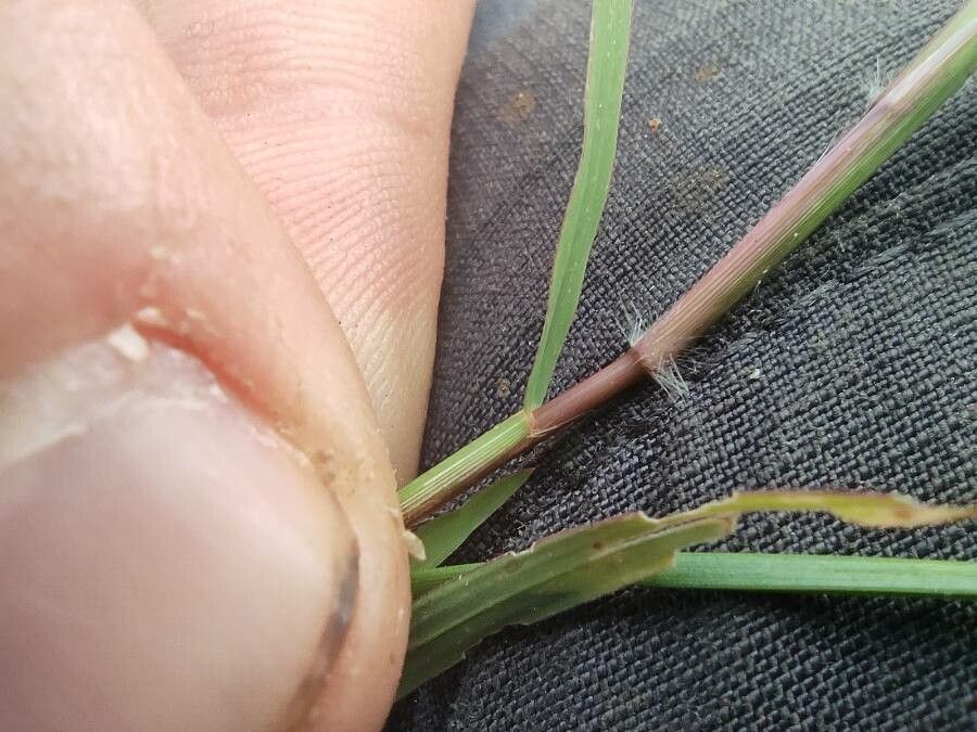 Acroceras hubbardii bark