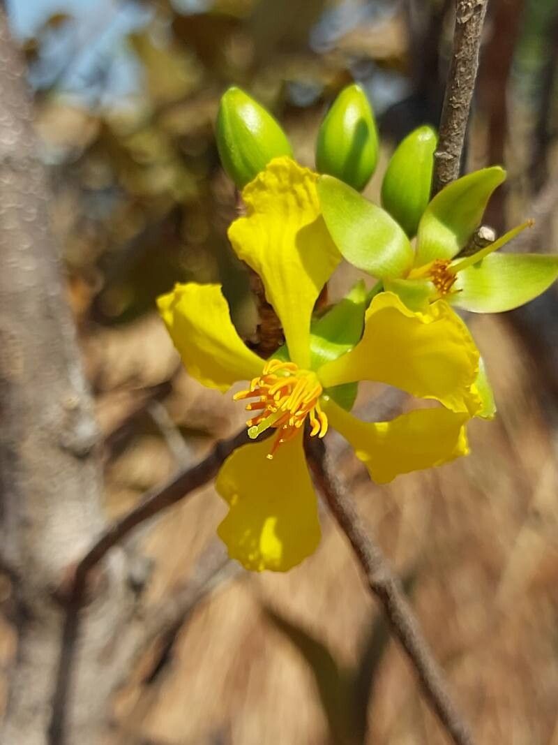 Acridocarpus excelsus flower