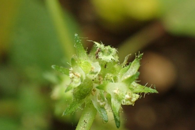 Acalypha brachystachya fruit