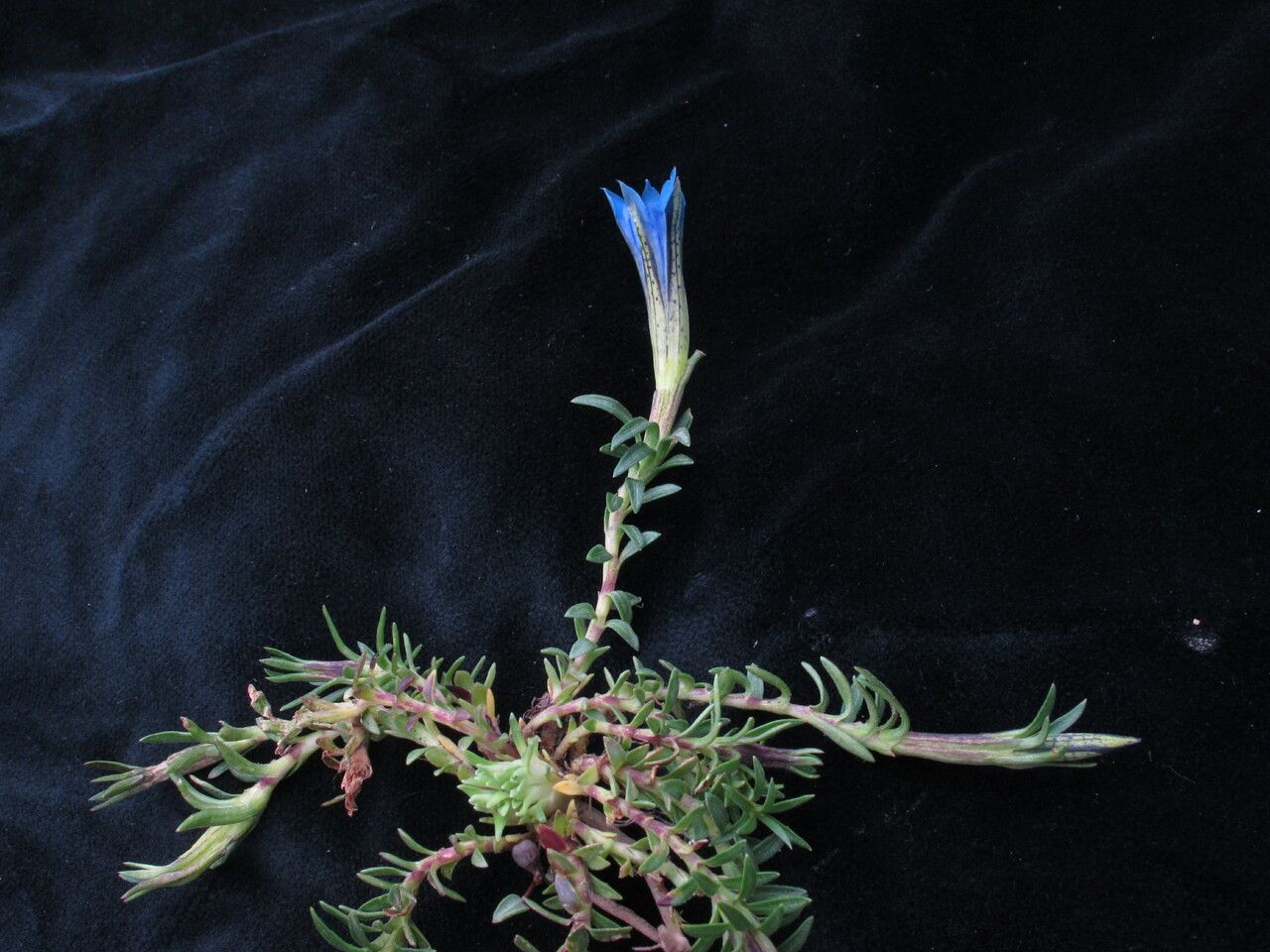 Gentiana meiantha habit