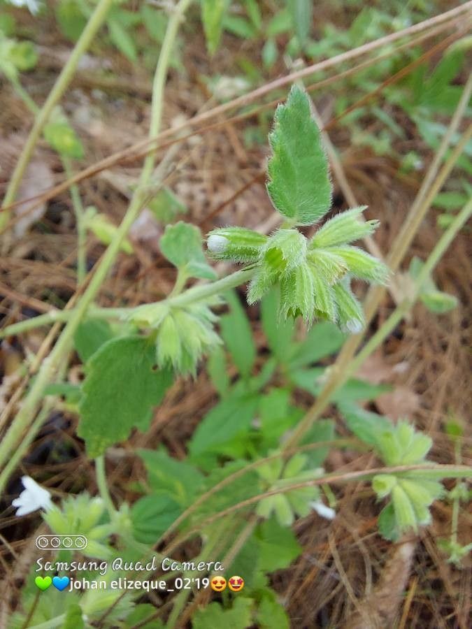 Leucas glabrata — houseplant care guide