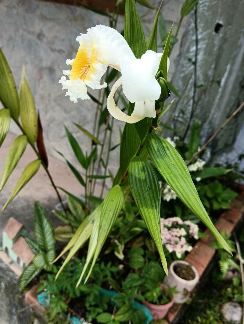 Sobralia liliastrum — houseplant care guide