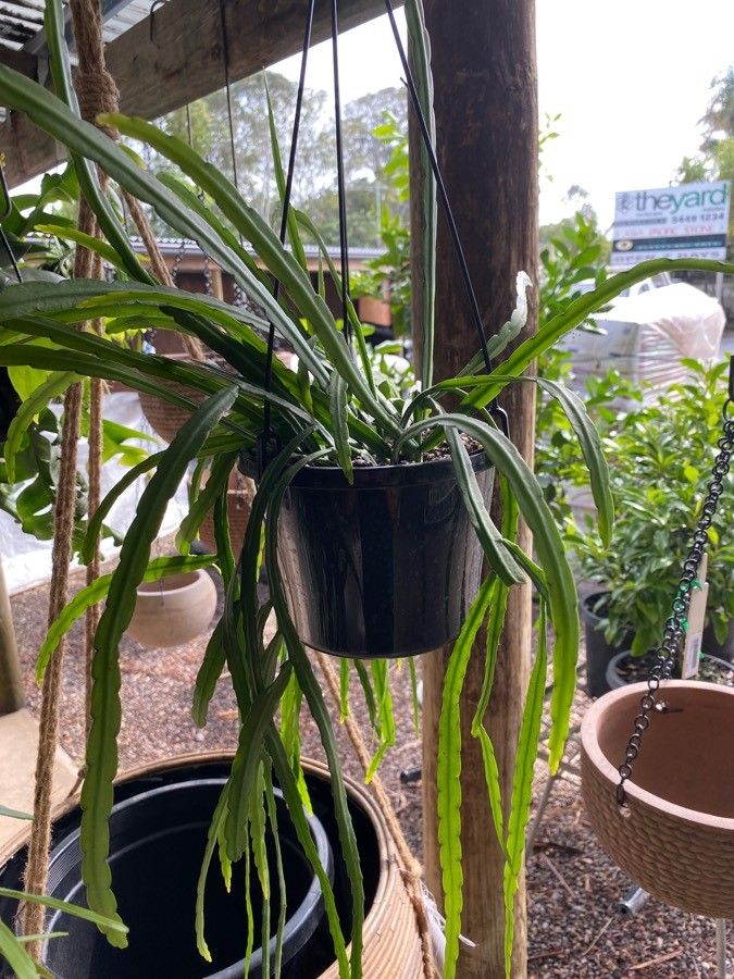 Rhipsalis Boliviana habit