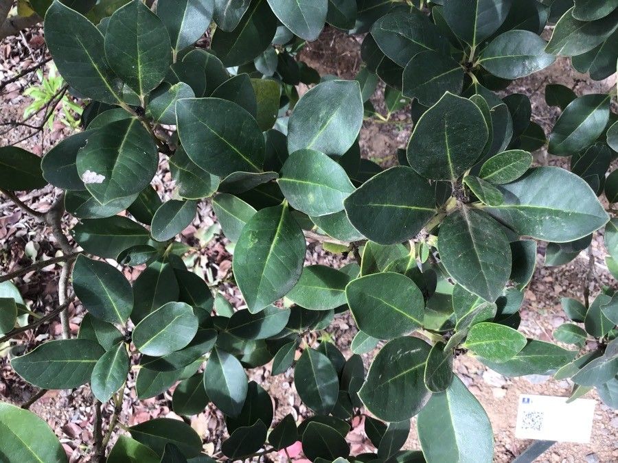 Ilex canariensis leaf