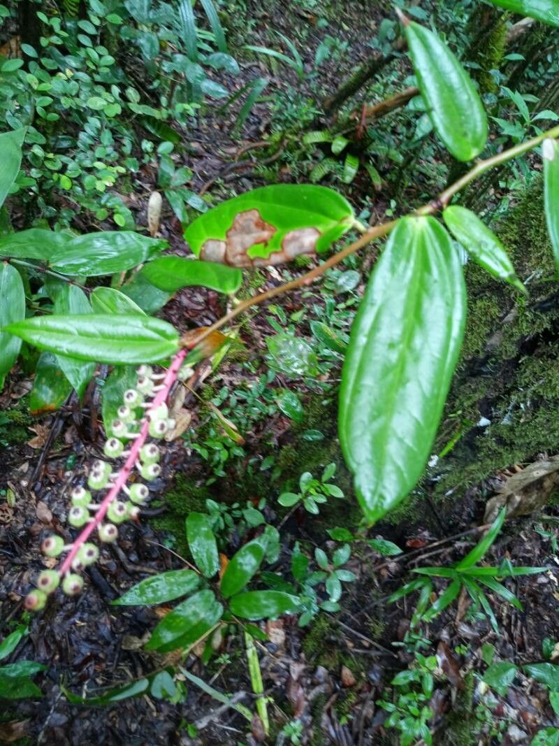 Cavendishia callista — houseplant care guide