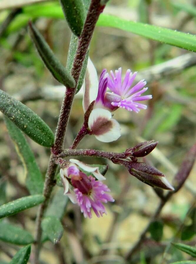 Polygala rupestris flower