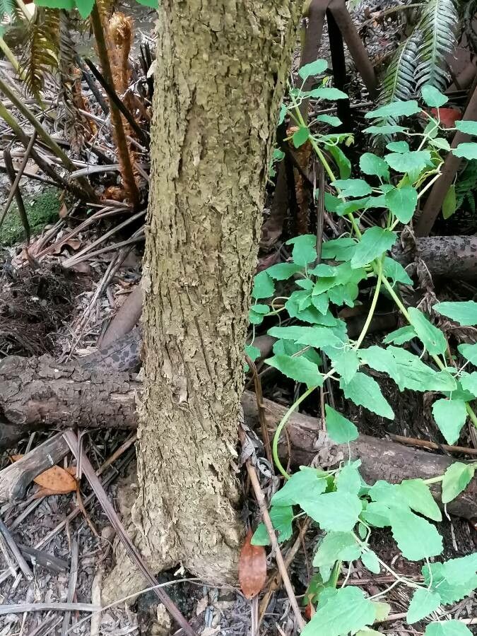 Sambucus palmensis bark