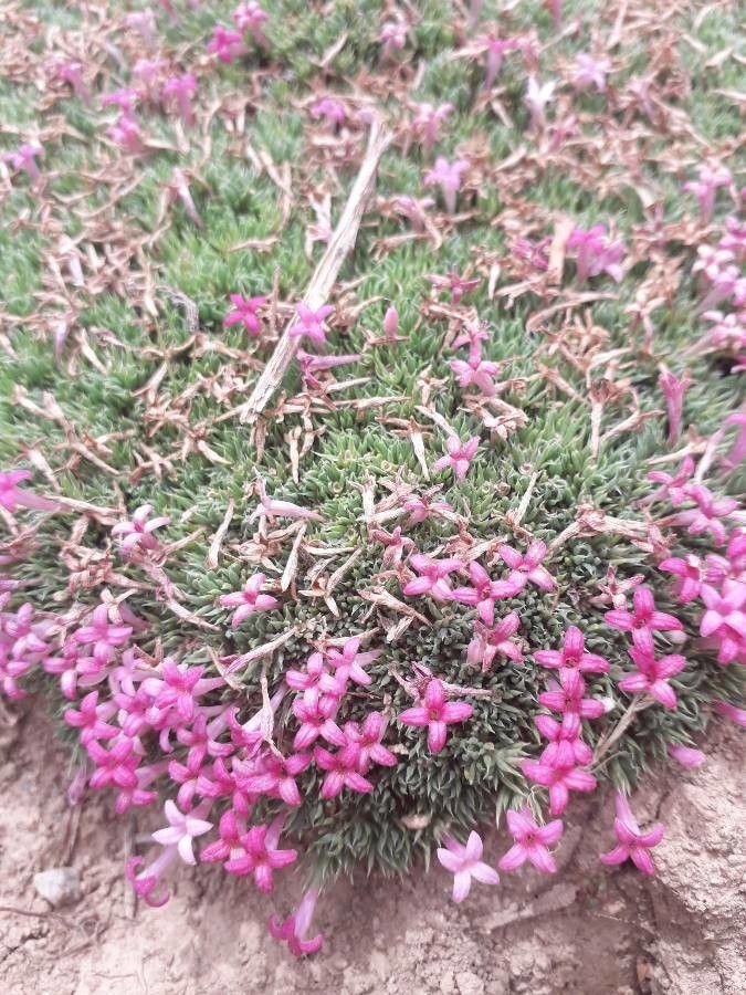 Asperula nitida habit