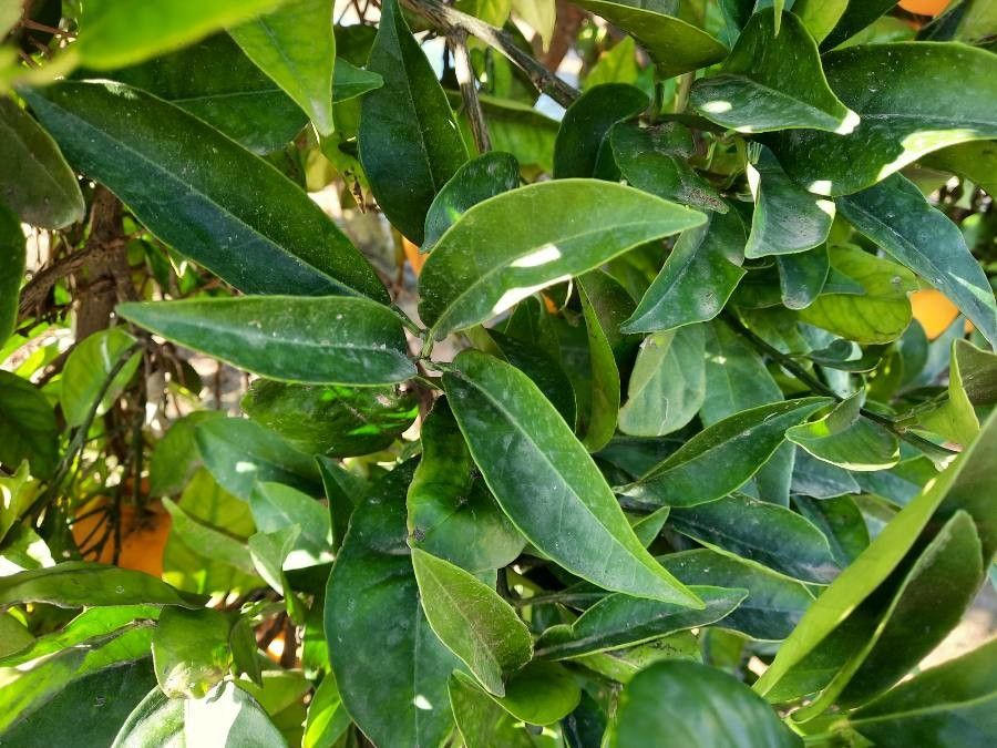 Citrus sinensis — search result for 'Rutaceae'