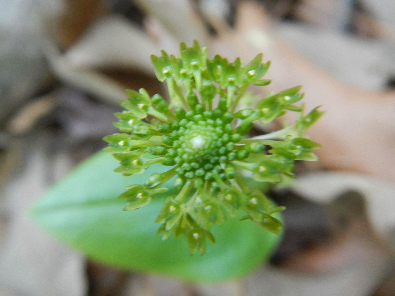 Malaxis unifolia flower