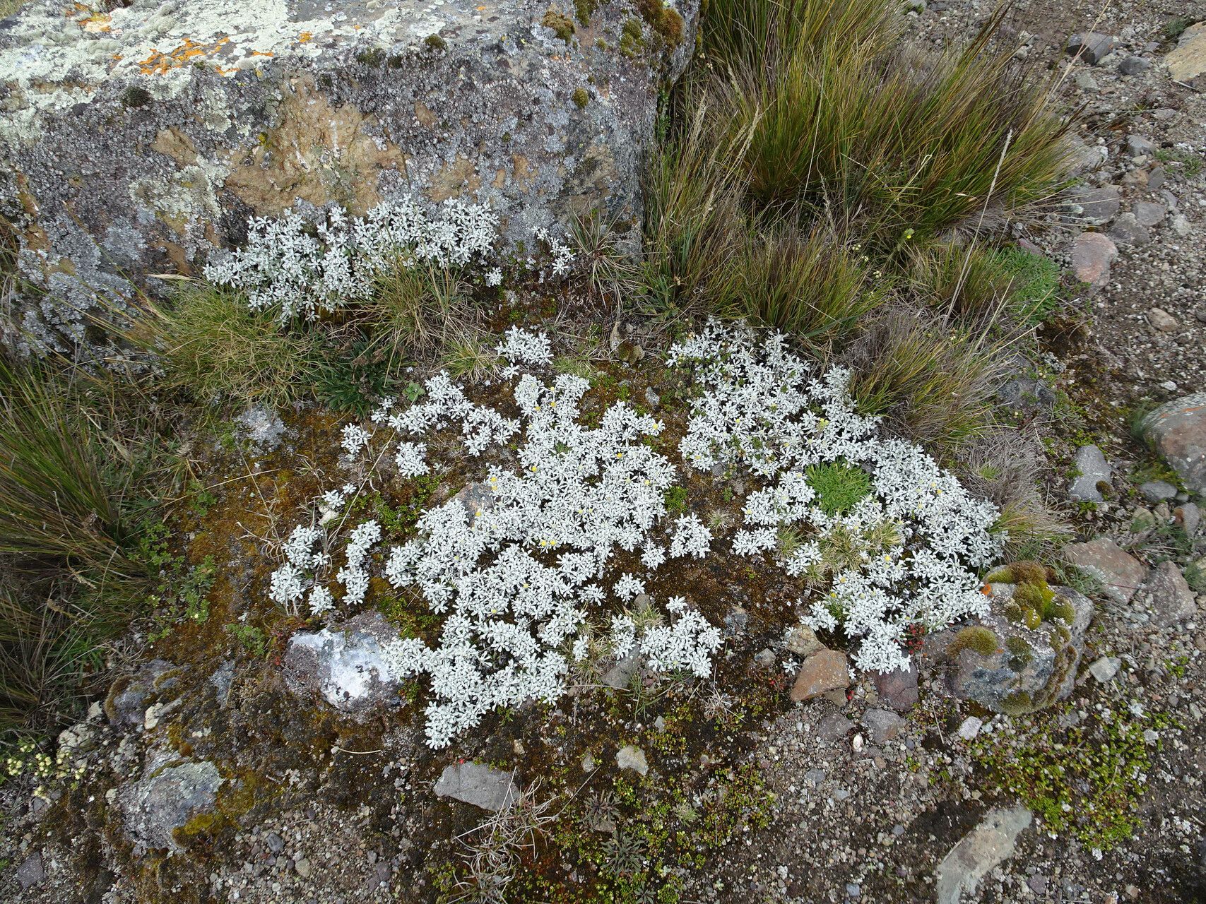 Senecio evacoides habit