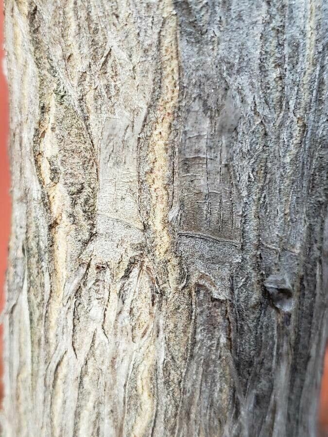 Aloe rubroviolacea bark