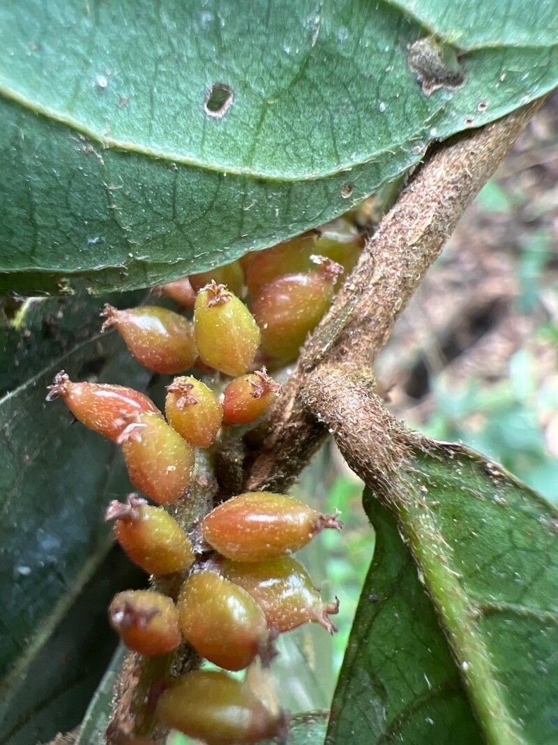 Antidesma membranaceum fruit