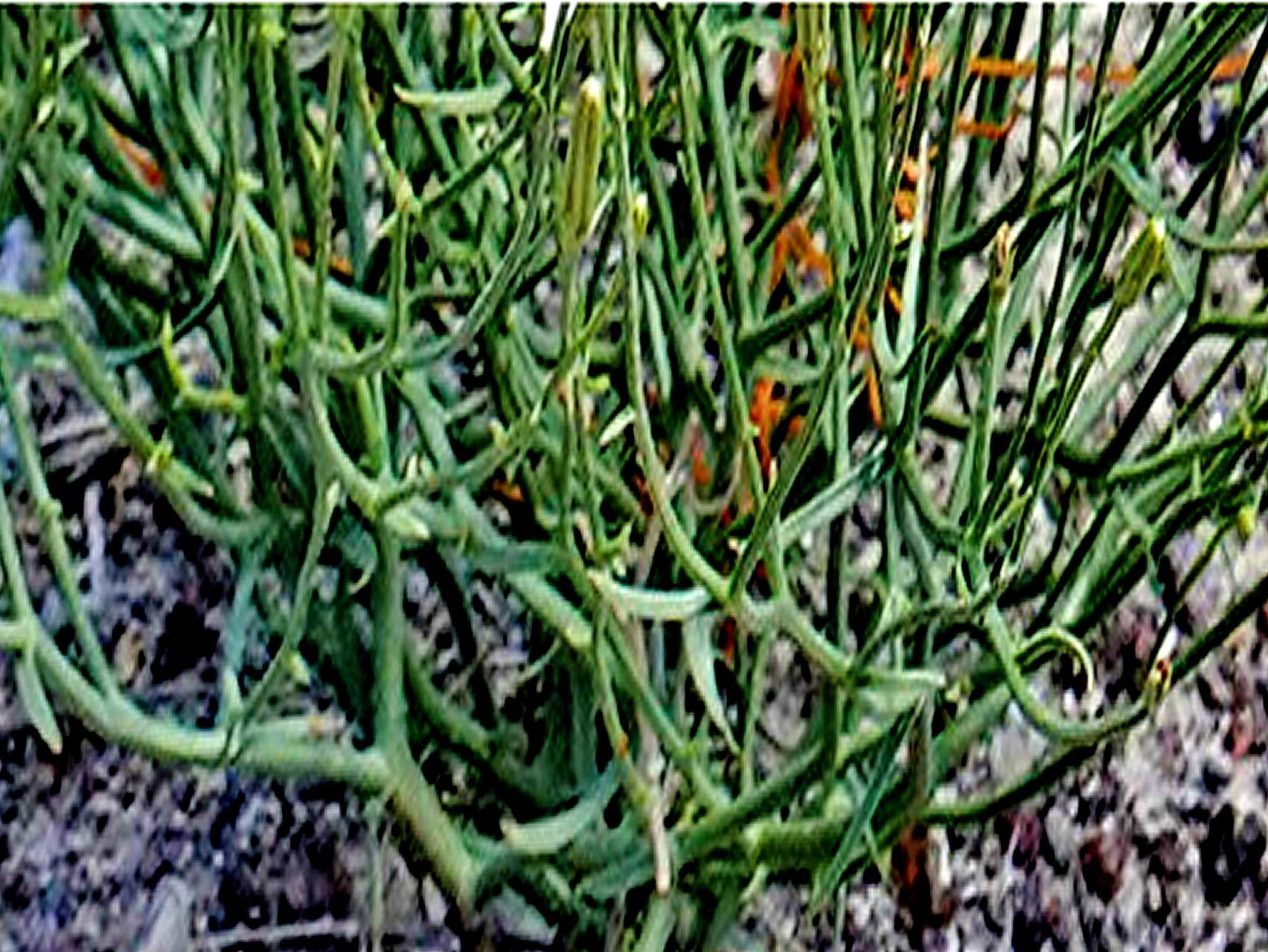 Stephanomeria tenuifolia — houseplant care guide