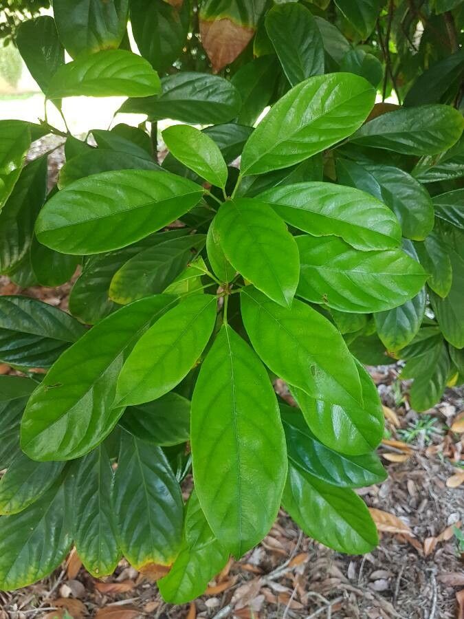 Cola acuminata — related species from the same genus
