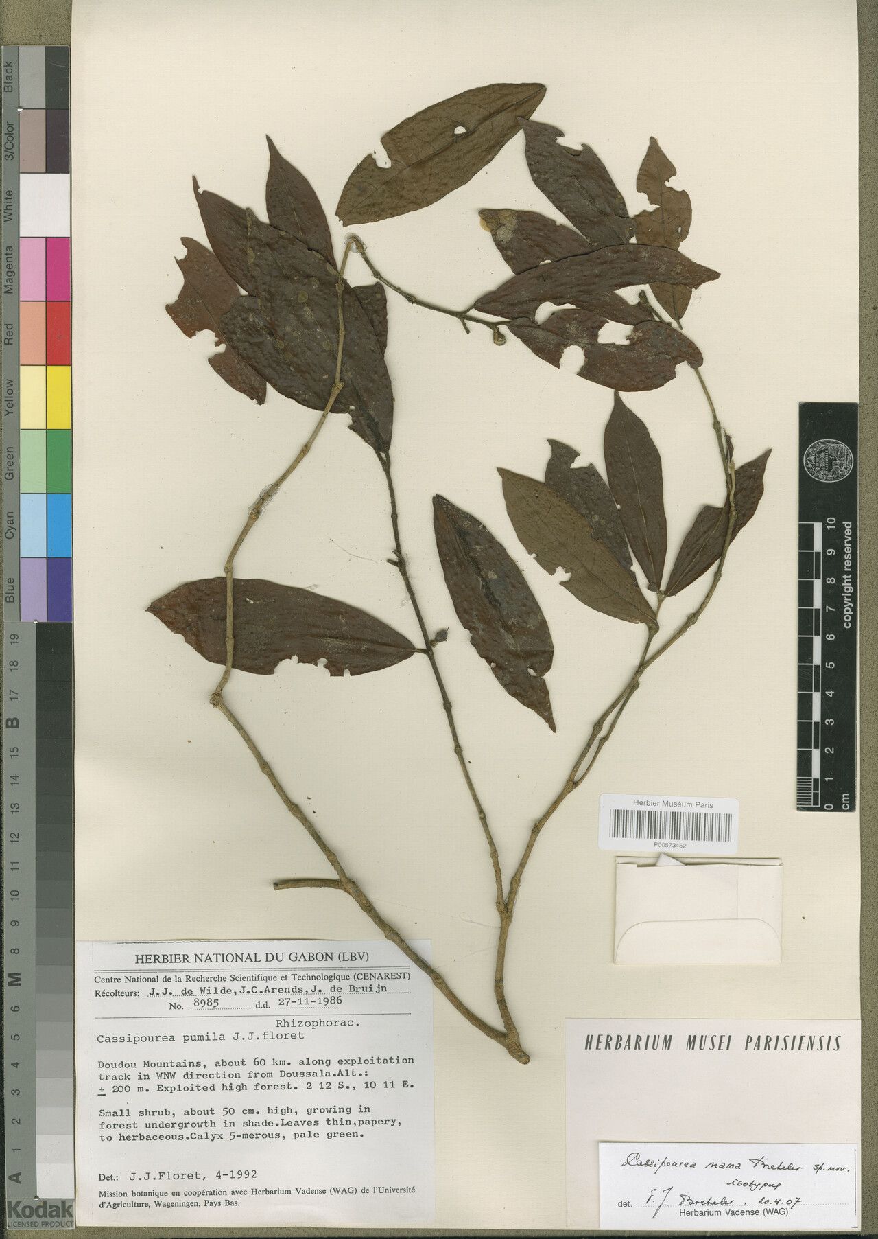 Cassipourea nana — search result for 'Cassipourea'