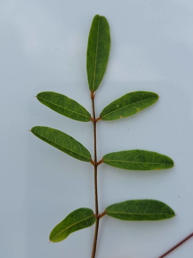 Galactia elliottii — houseplant care guide