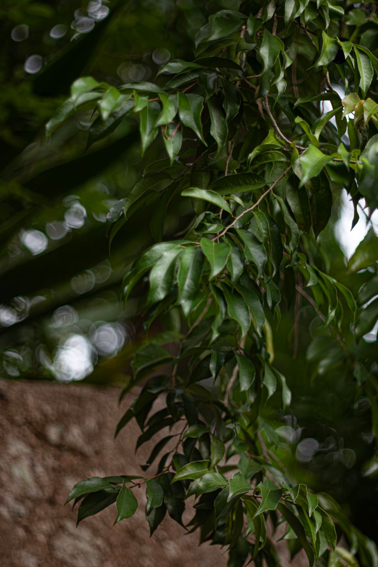 Hydnocarpus ilicifolius — related species from the same genus