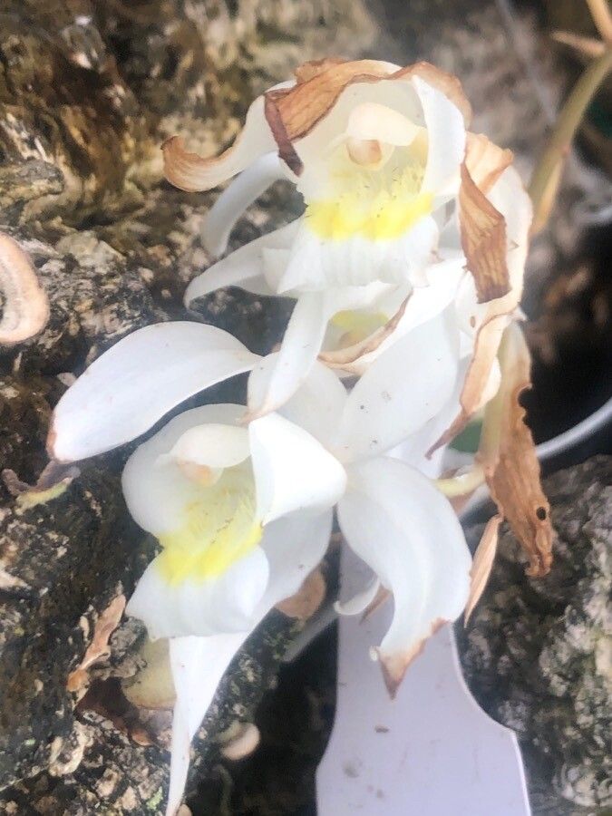 Coelogyne cristata flower