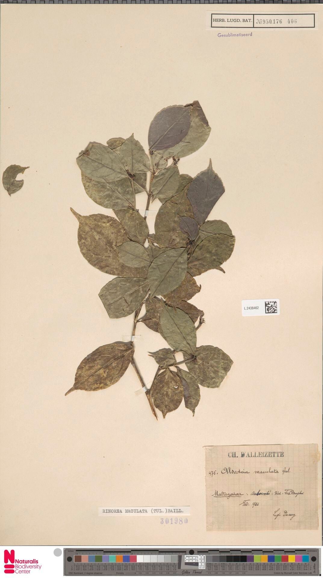 Rinorea maculata — houseplant care guide