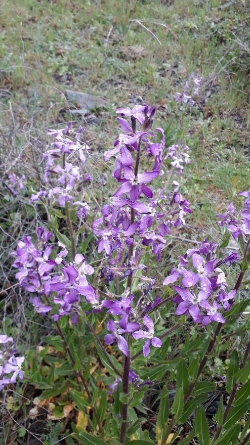 Hesperis laciniata flower