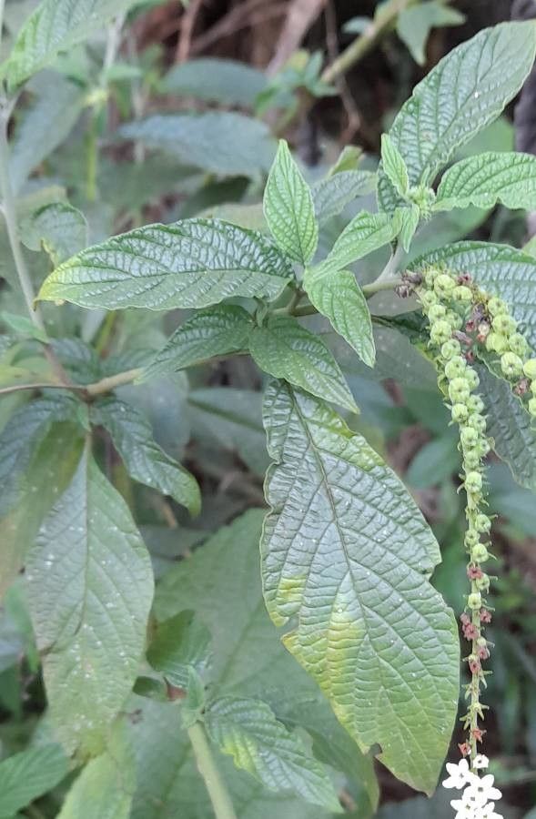 Heliotropium tiaridioides — search result for 'Heliotropium'