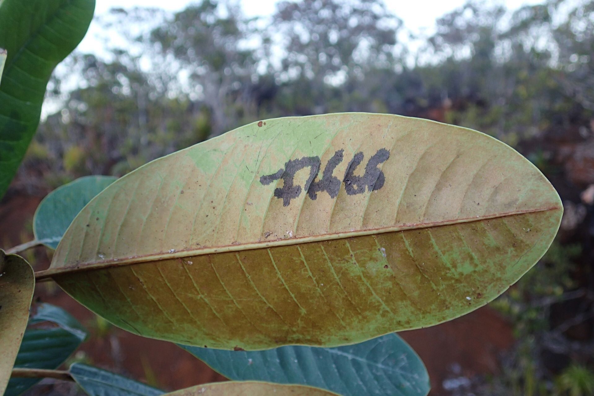 Pycnandra sessiliflora — houseplant care guide