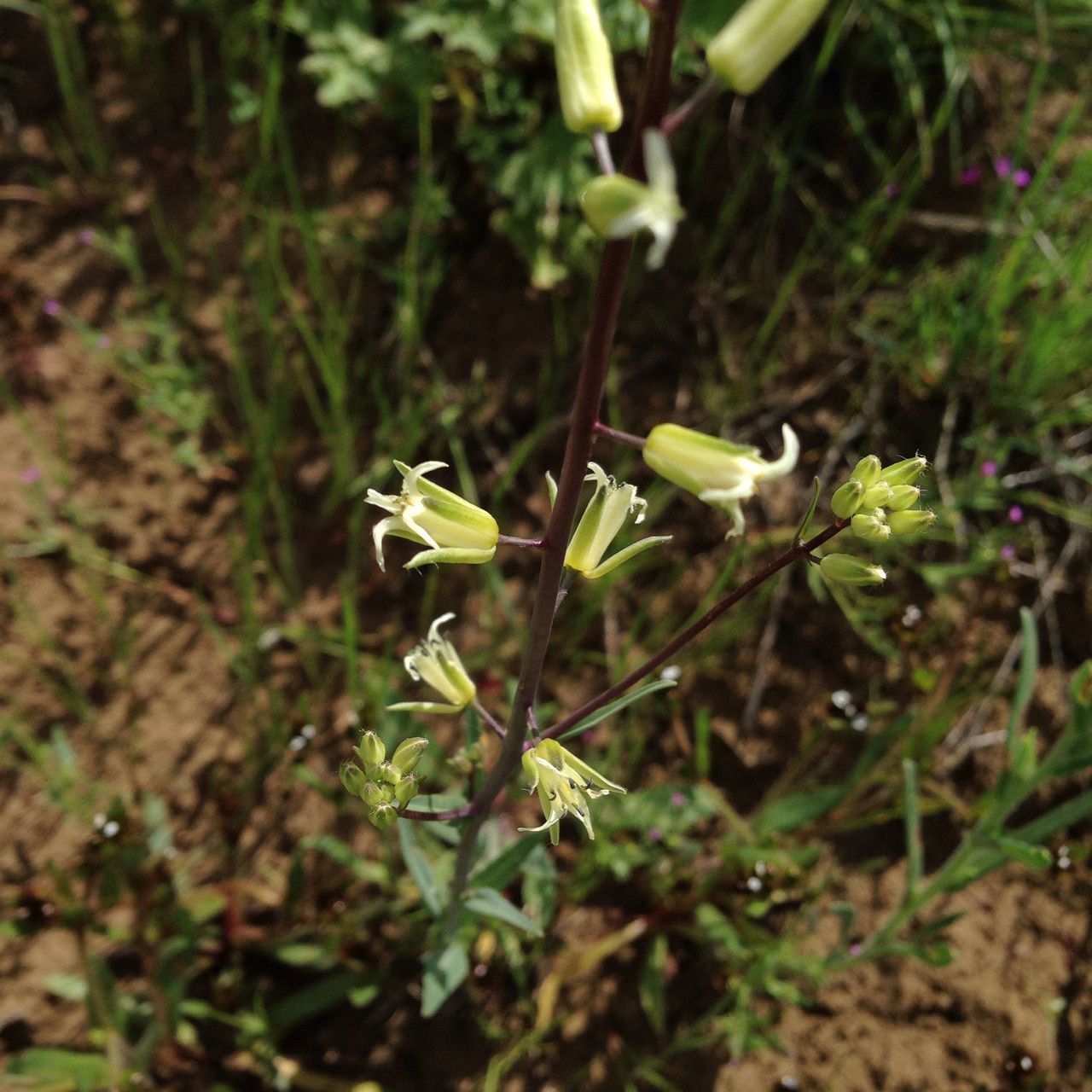 Streptanthus flavescens habit