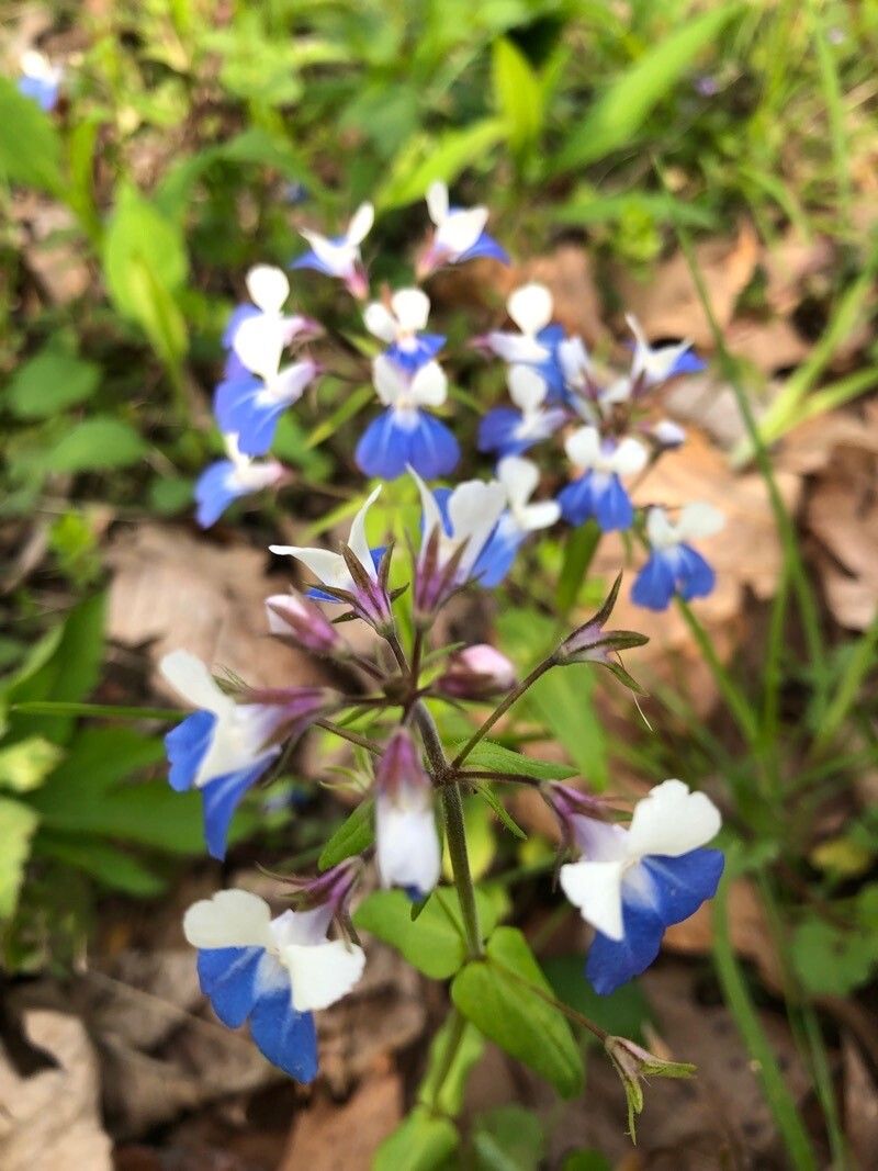 Collinsia verna flower