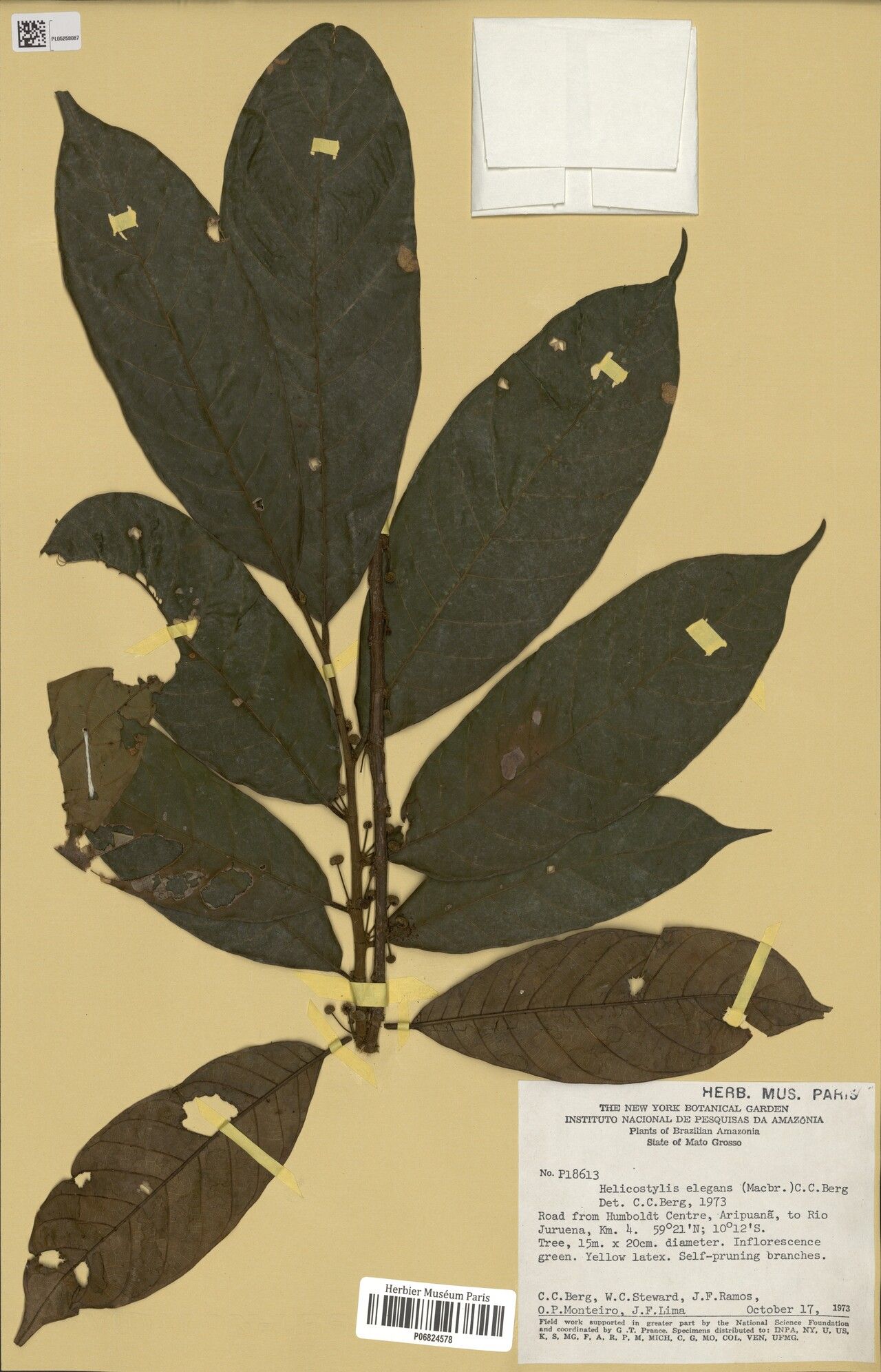 Helicostylis elegans — related species from the same genus