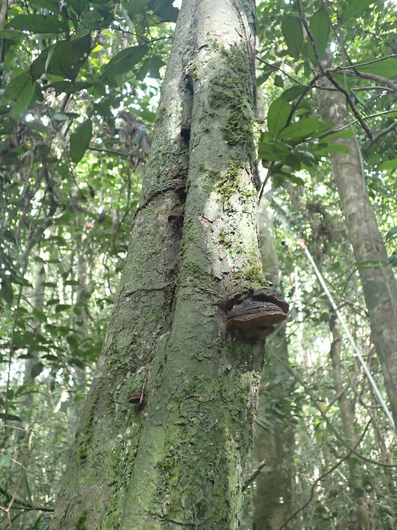 Diospyros suaveolens bark