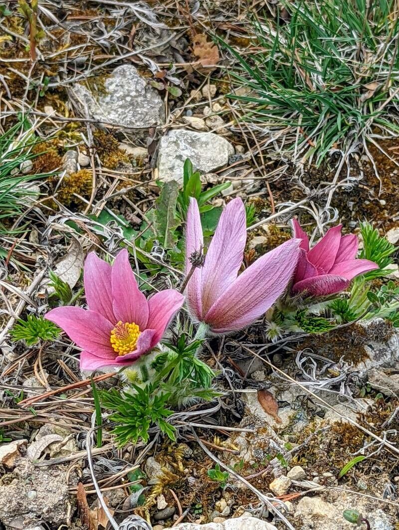 Anemone halleri flower
