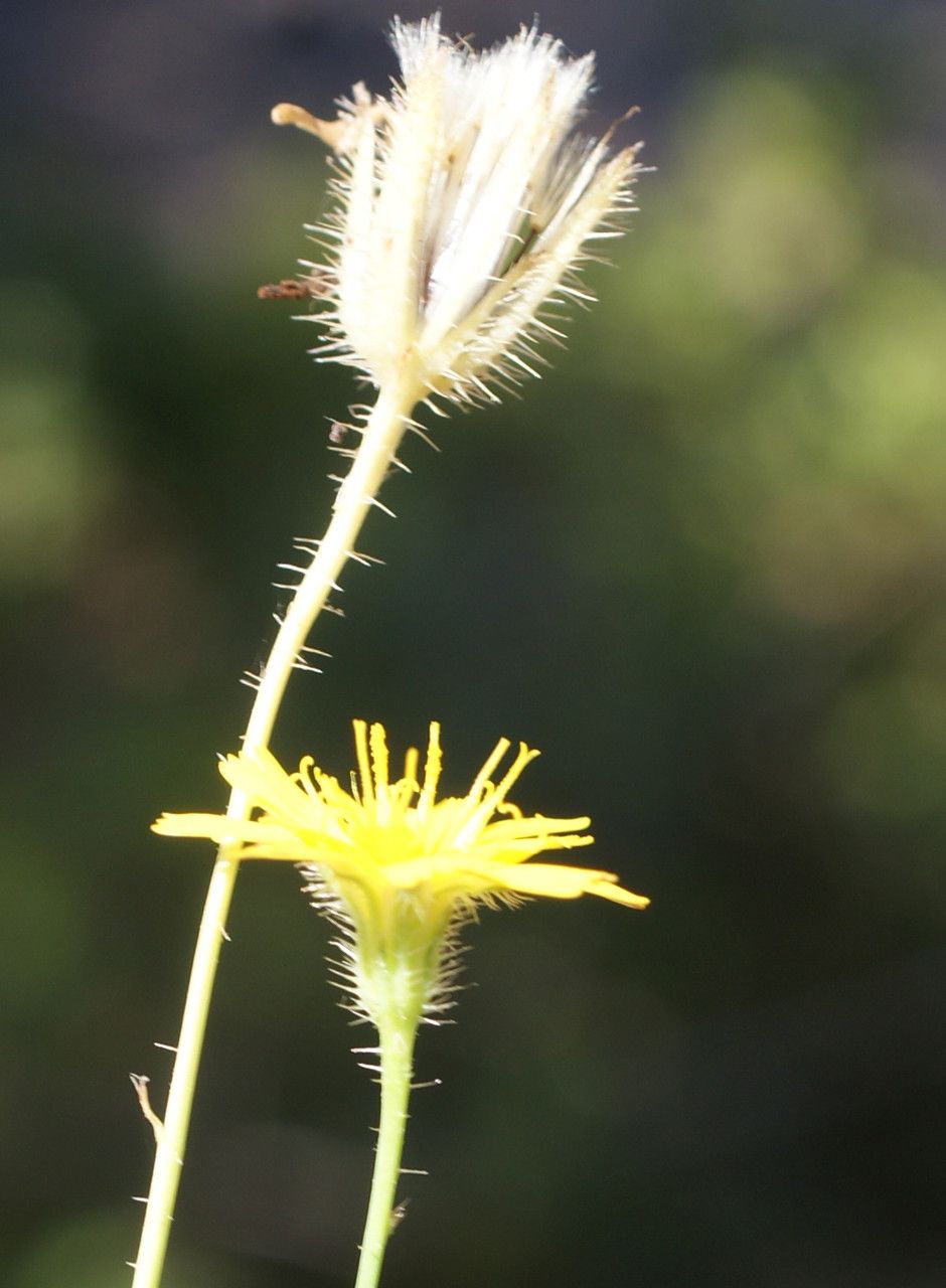 Hypochaeris achyrophorus fruit