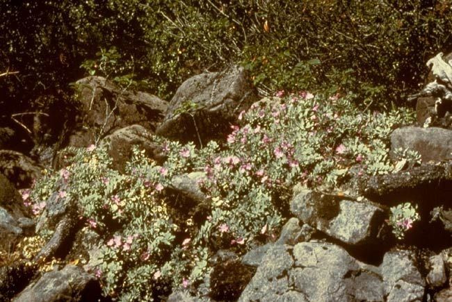 Epilobium rigidum habit