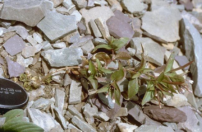 Epilobium mirabile habit
