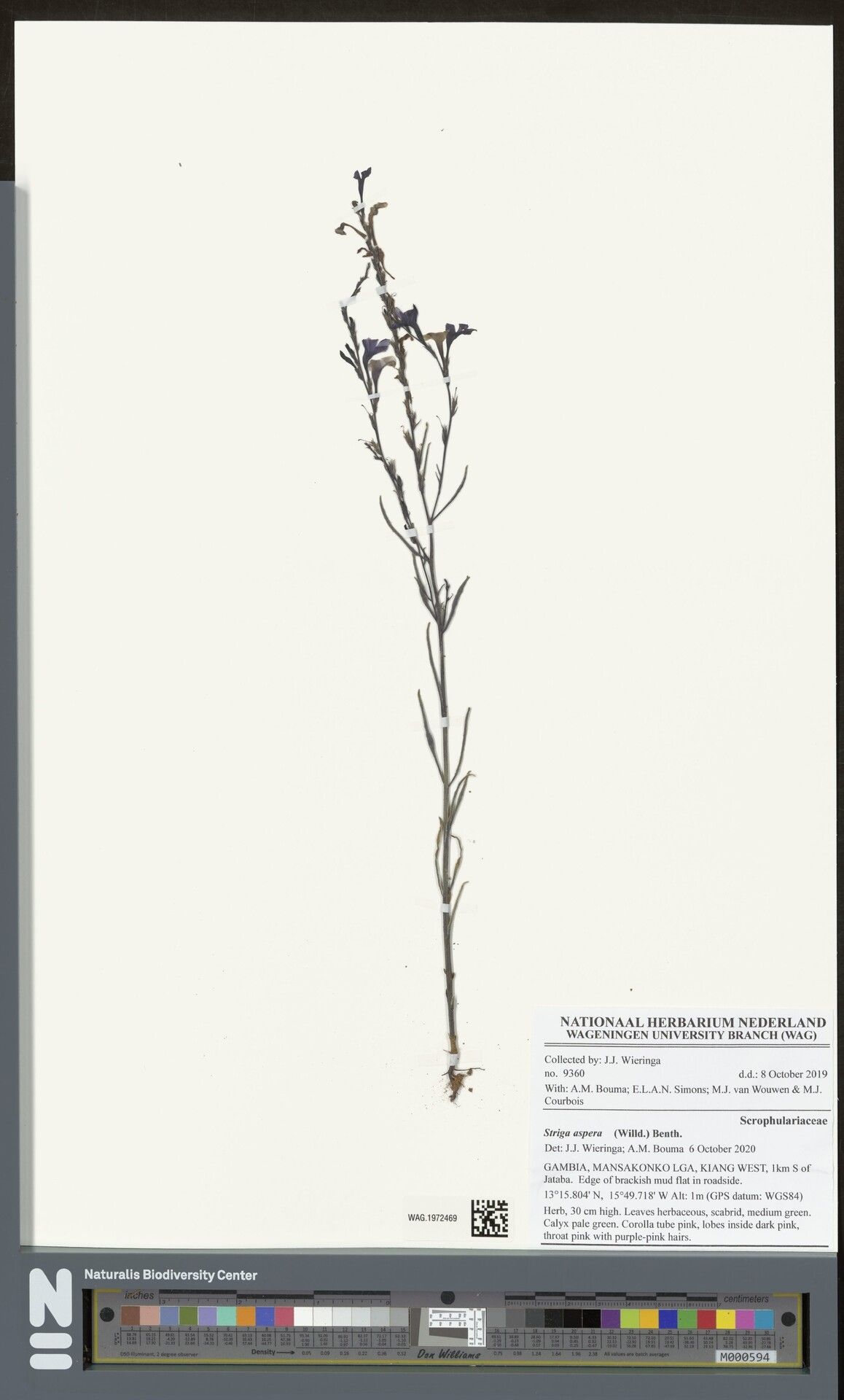 Striga aspera — related species from the same genus