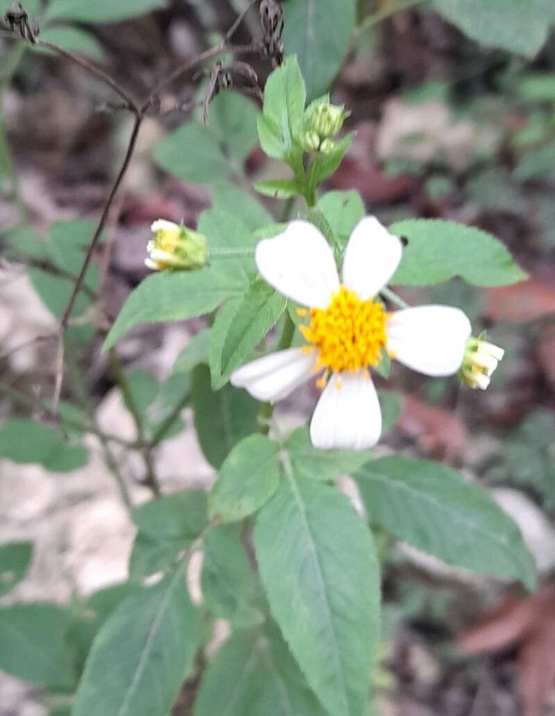 Bidens leucanthema flower