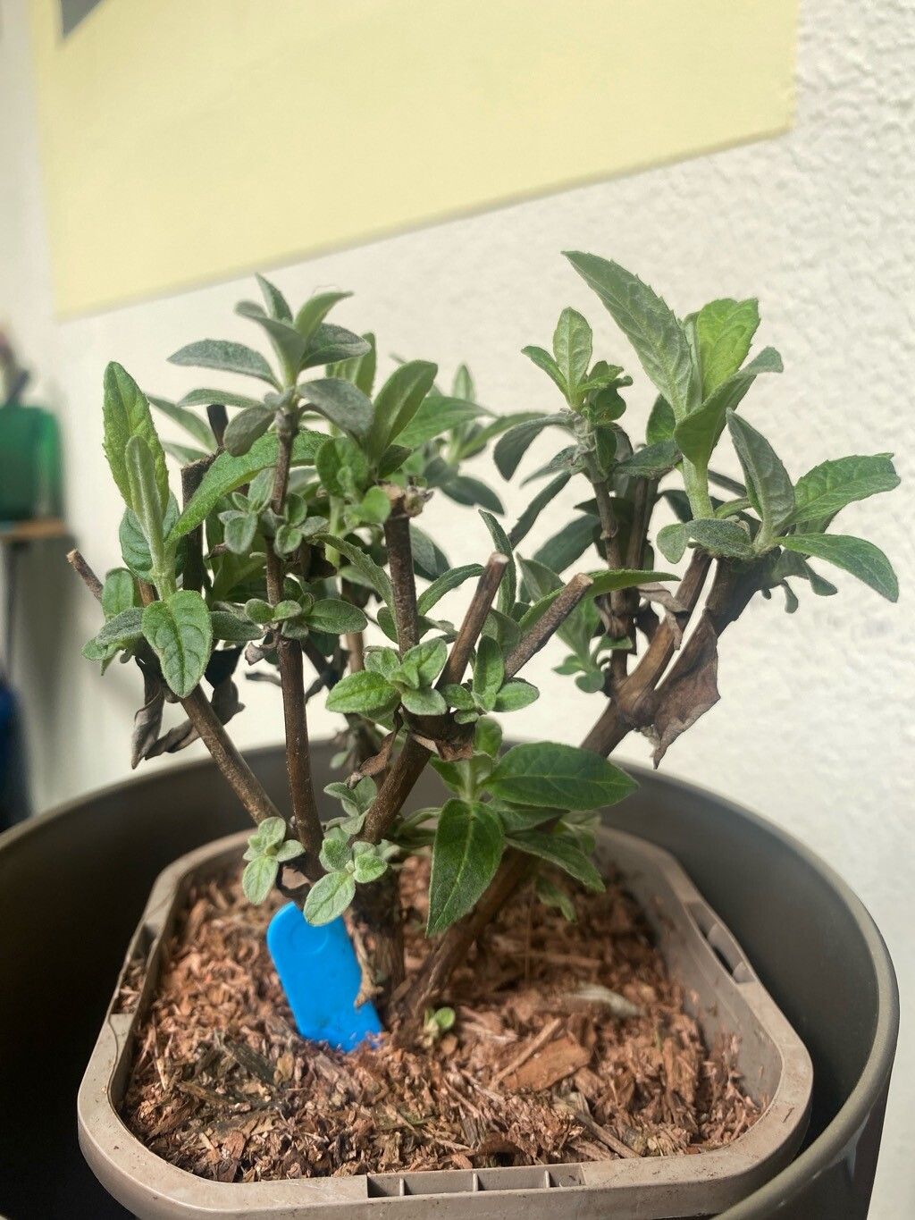 Buddleja × alata — search result for 'Buddleja'