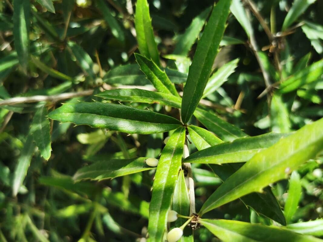 Berberis sanguinea — search result for 'Berberis'