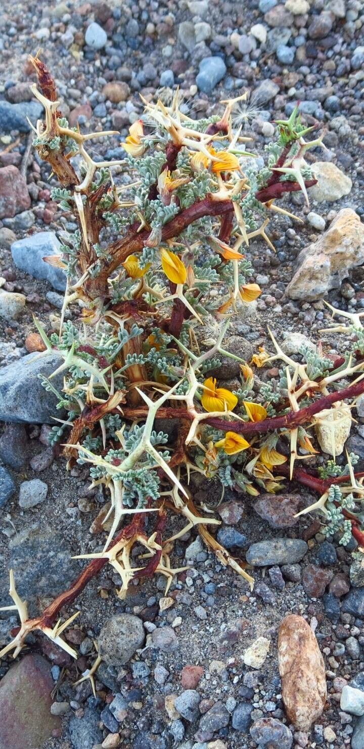 Adesmia horrida — houseplant care guide