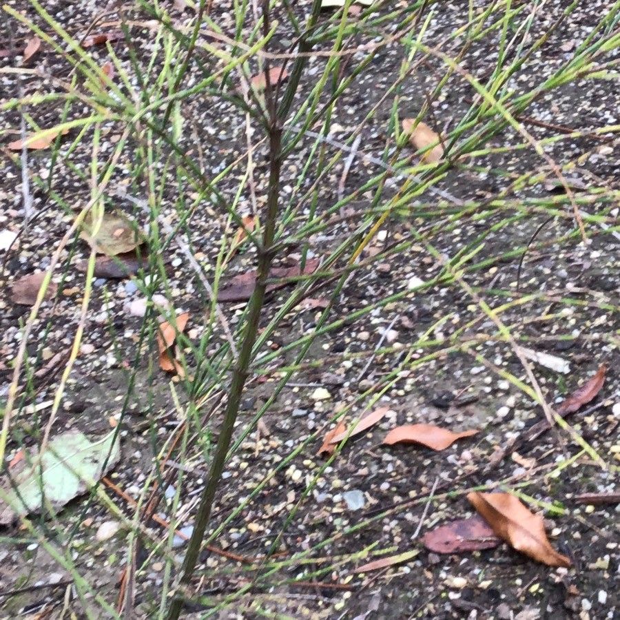 Allocasuarina verticillata leaf