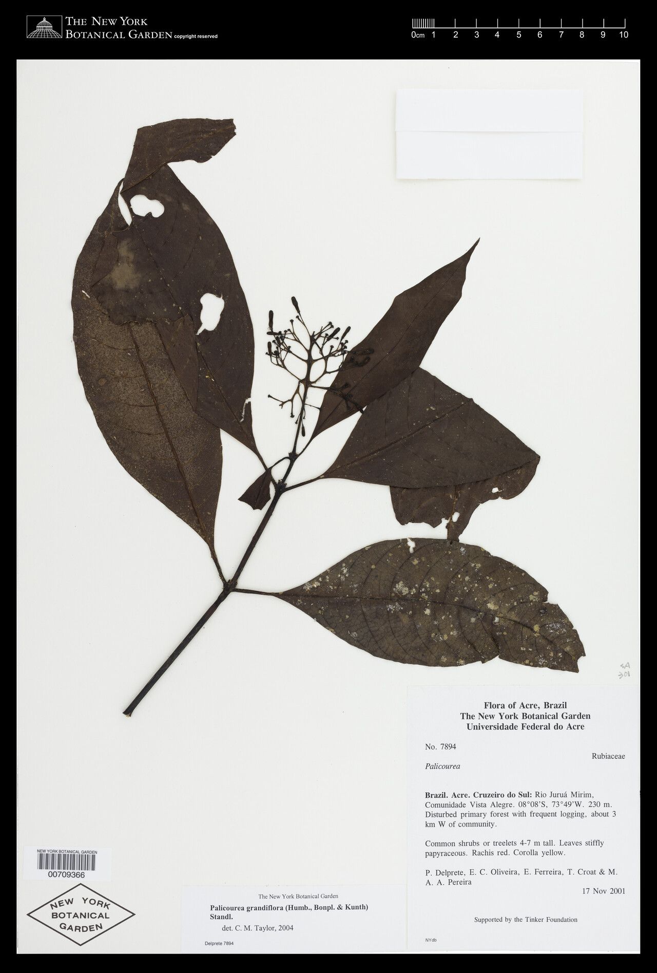 Palicourea grandiflora fruit