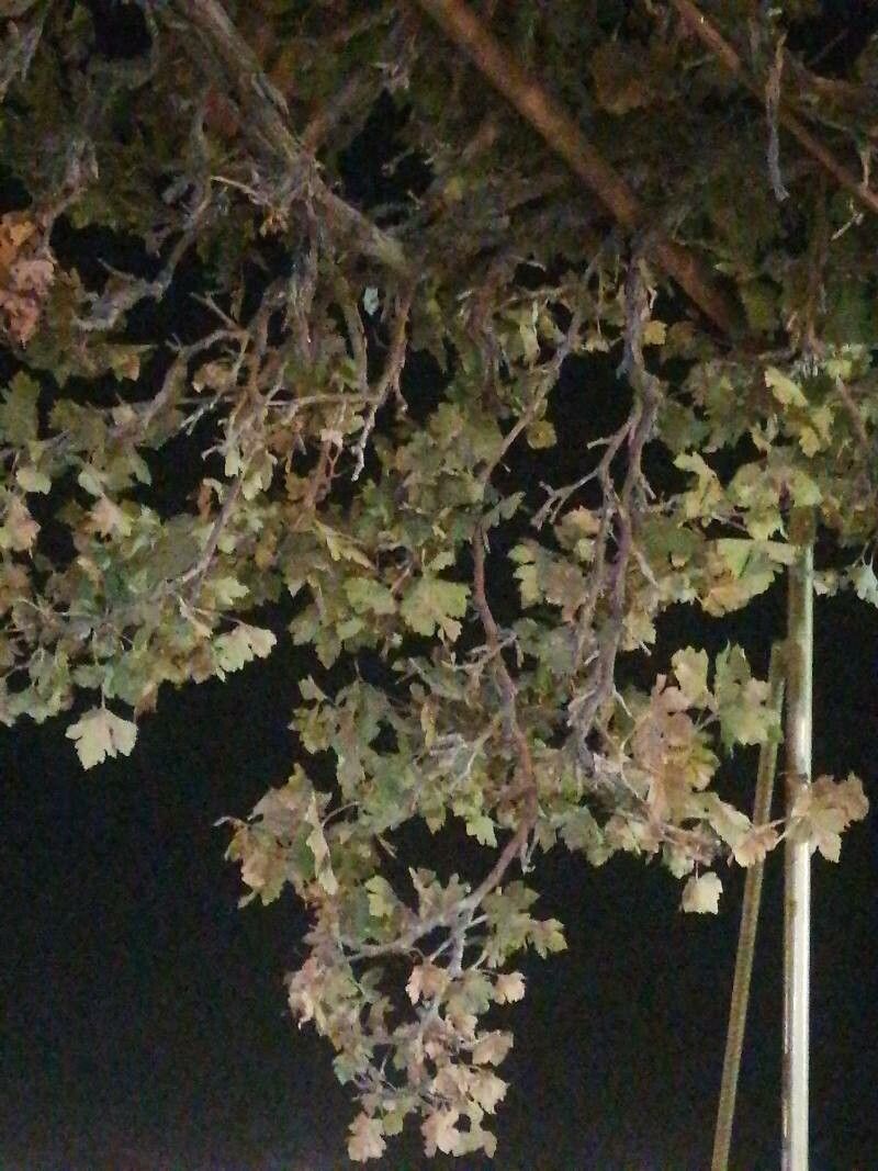 Clematis phlebantha — search result for 'Clematis'