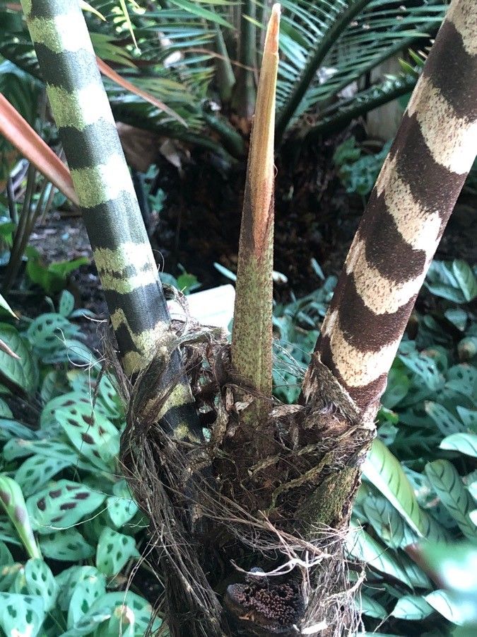 Caryota zebrina bark