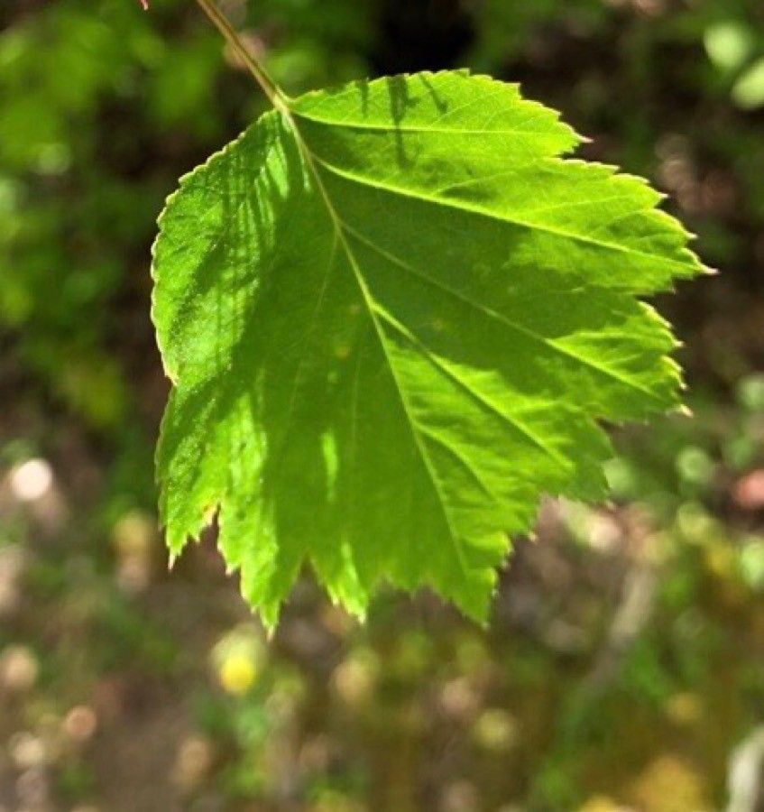 Crataegus macrosperma leaf